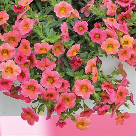 photo of flower to be used as: Basket / Pot Calibrachoa Chameleon Cherry Banana