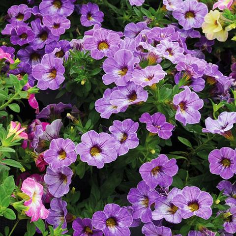 Foto fiore da  Basket o vaso Calibrachoa Chameleon Lavender Sorbet