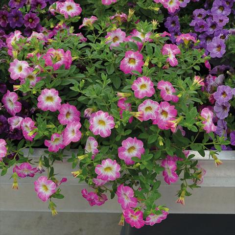 Foto fiore da  Basket o vaso Calibrachoa Chameleon Pink Sorbet