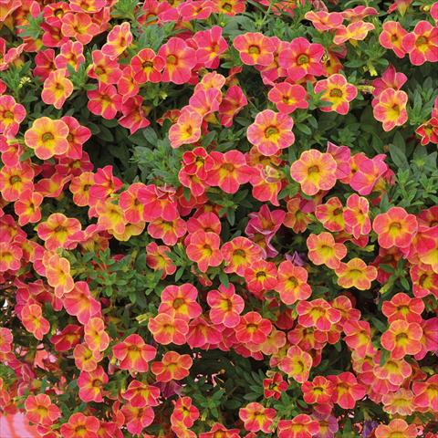 Foto fiore da  Basket o vaso Calibrachoa Chameleon Sunshine Berry