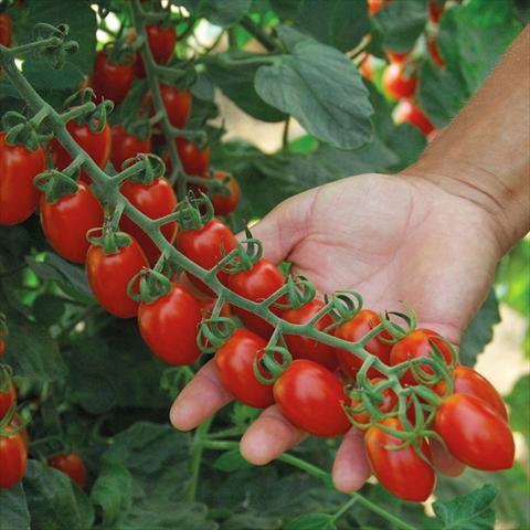 Foto fiore da  Vaso Solanum lycopersicum (pomodoro) Datterino Superdolce