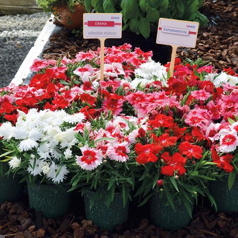 Foto fiore da  Vaso Dianthus chinensis Valentina Mix