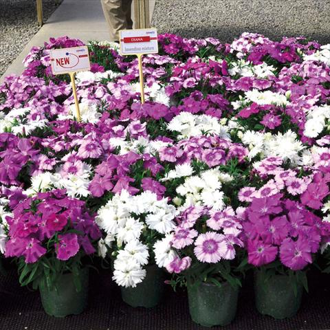 Foto fiore da  Vaso Dianthus chinensis Lavendina Mix