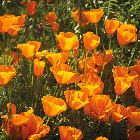 photo of flower to be used as: Patio, pot Escholtzia californica Escholtzia californica Mix