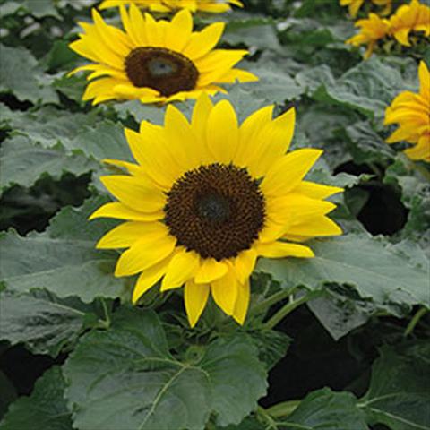 Foto fiore da  Balcone, vaso Helianthus annuus Girasole Sunsation Mix