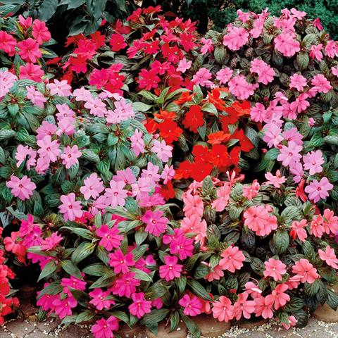 Foto fiore da  Vaso, aiuola, balcone Impatiens N. Guinea Big Bounce