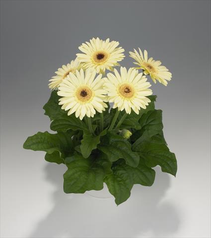 Foto fiore da  Basket o vaso Gerbera jamesonii Royal Semi-double Vanilla