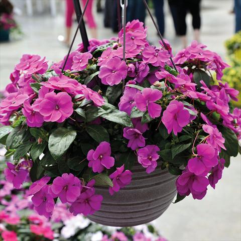 photo of flower to be used as: Basket / Pot Impatiens N. Guinea 2015 Impatiens Bounce Violet