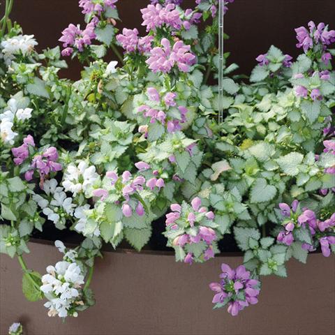 photo of flower to be used as: Patio, pot Lamium Mega Purple