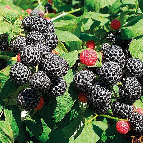 photo of flower to be used as: Pot, bedding, patio Rubus idaeus Lampone Nero Unifero