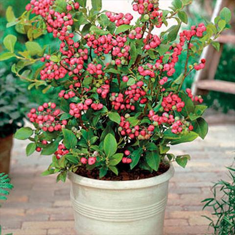 Foto fiore da  Vaso, aiuola, balcone Vaccinium myrtillus Mirtillo Rosa Pink Lemonade