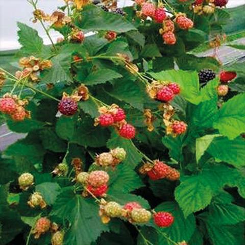 photo of flower to be used as: Pot, bedding, patio Rubus ulmifolius Mora Senza Spine Rifiorente Reuben