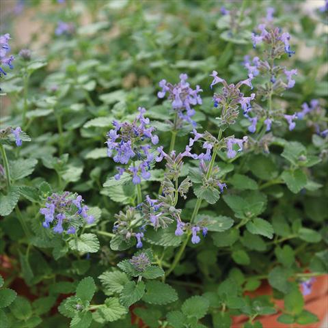 Foto fiore da  Vaso, aiuola, balcone Nepeta Fassenii Nepeta Fassenii