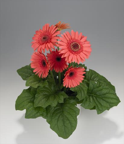 Foto fiore da  Basket o vaso Gerbera jamesonii Royal Semi-double Wartermelon