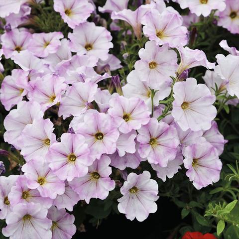 photo of flower to be used as: Basket / Pot Petunia hybrida Compatta Sputnik Lilla Pastello