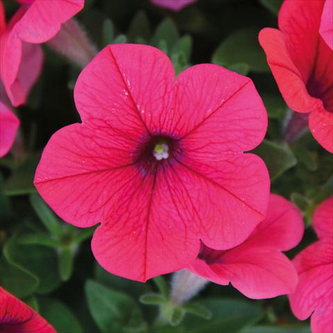 Foto fiore da  Basket o vaso Petunia hybrida Compatta Sputnik Rosa Brillante