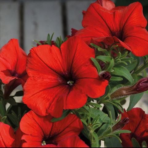 Foto fiore da  Basket o vaso Petunia hybrida Compatta Sputnik Rosso