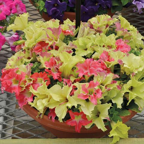 Foto fiore da  Basket o vaso Petunia hybrida Fusable Lime Cora