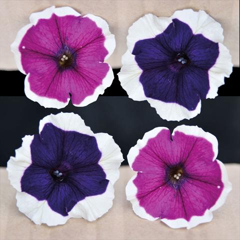 Foto fiore da  Basket o vaso Petunia hybrida Vogue Blu & Purple Bordato Mix