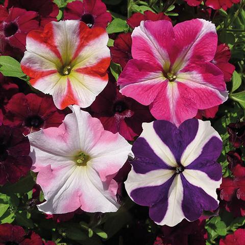 photo of flower to be used as: Basket / Pot Petunia hybrida Vogue Crazy Stellato Mix