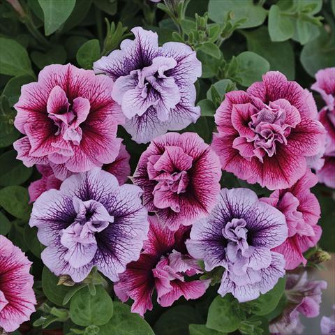 photo of flower to be used as: Basket / Pot Petunia hybrida Vogue Doppia Mix