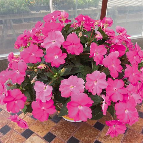 Foto fiore da  Basket vaso o aiuola Impatiens N. Guinea SunPatiens Compact Hot Lilac