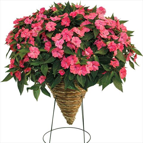 Foto fiore da  Basket vaso o aiuola Impatiens N. Guinea SunPatiens Vigorous Pink Pearl