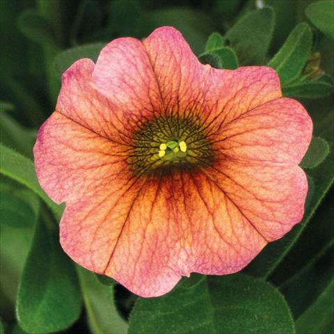 photo of flower to be used as: Basket / Pot Calibrachoa hybrida SuperCall Henna Flower
