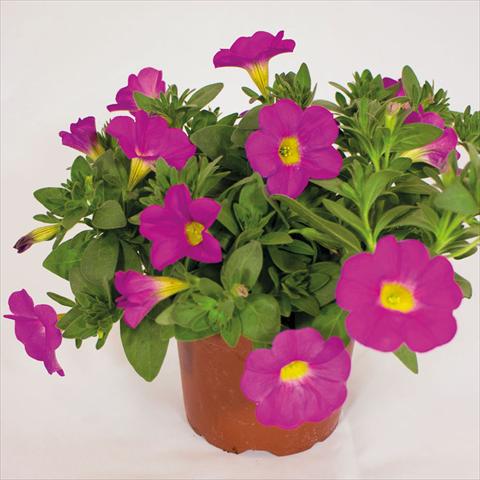 Foto fiore da  Basket o vaso Calibrachoa hybrida SuperCall Pink