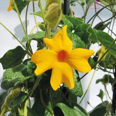 Foto fiore da  Vaso e aiola Thumbergia Gregorii Gialla