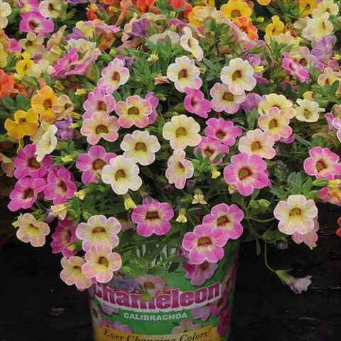 Foto fiore da  Basket o vaso Calibrachoa hybrida Chameleon Pink Passion