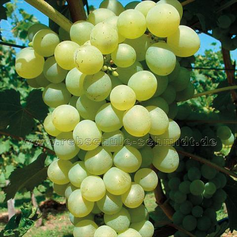 photo of flower to be used as: Pot and bedding Vitis vinifera Uva da tavola Angela