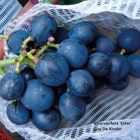 Foto fiore da  Vaso e aiola Vitis vinifera Uva da tavola Esther