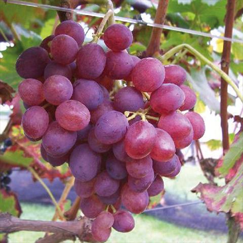 Foto fiore da  Vaso e aiola Vitis vinifera Uva da tavola Lidi