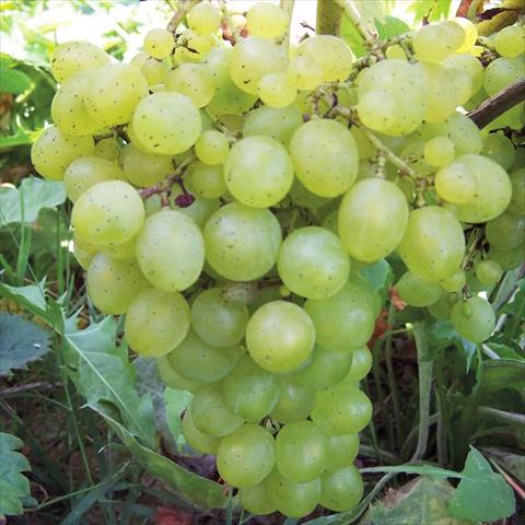 photo of flower to be used as: Pot and bedding Vitis vinifera Uva da tavola Lilla