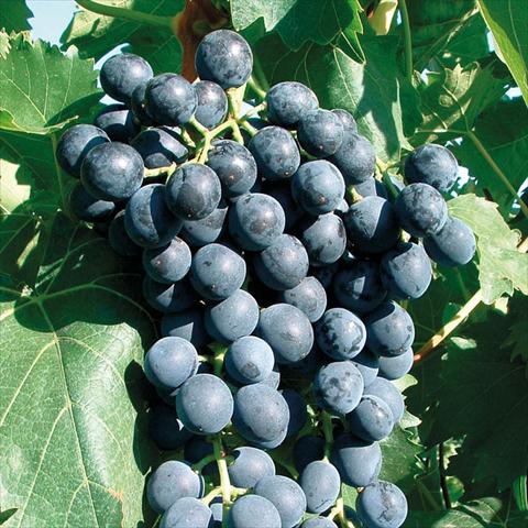 photo of flower to be used as: Pot and bedding Vitis vinifera Uva da tavola Muscat Blu