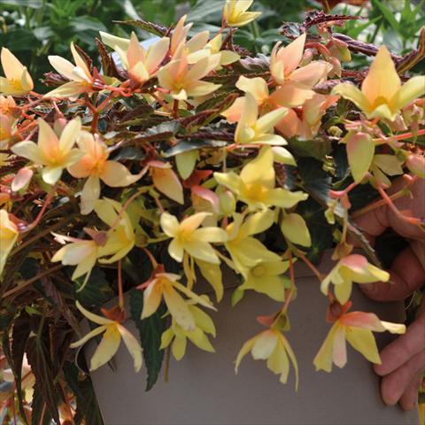 photo of flower to be used as: Basket / Pot Begonia boliviensis Bossa Nova Ivory