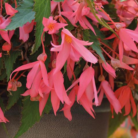 Foto fiore da  Basket o vaso Begonia boliviensis Bossa Nova Pink glow