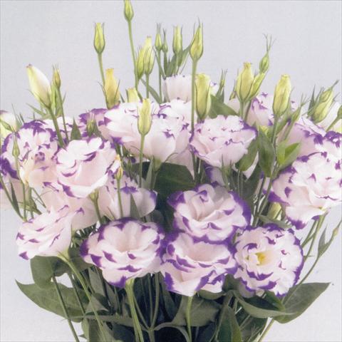 Foto fiore da  Reciso Lisianthus F.1 Magic Blue Picotee