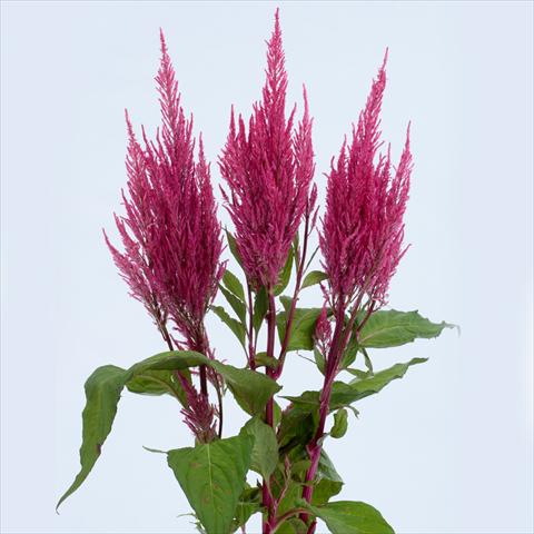 Foto fiore da  Vaso e aiola Celosia plumosa Century Pink