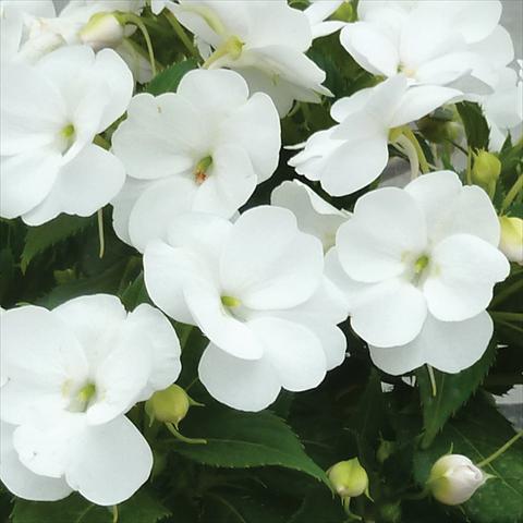 Foto fiore da  Vaso e aiola Impatiens N. Guinea SunPatiens® Vigorous Clear White