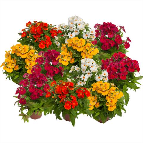 photo of flower to be used as: Pot and bedding Nemesia hybrida Nebula Mix