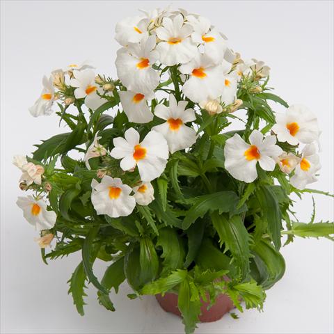photo of flower to be used as: Pot and bedding Nemesia hybrida Nebula White