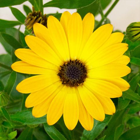 photo of flower to be used as: Pot and bedding Osteospermum Cape Daisy® Zanzibar® Copper Glow