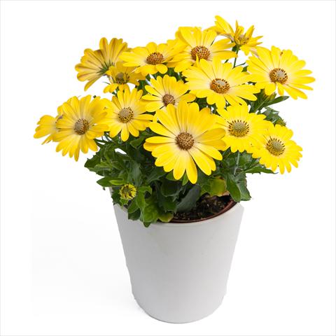 Foto fiore da  Vaso Osteospermum Cape Daisy® Zanzibar® Sunlight