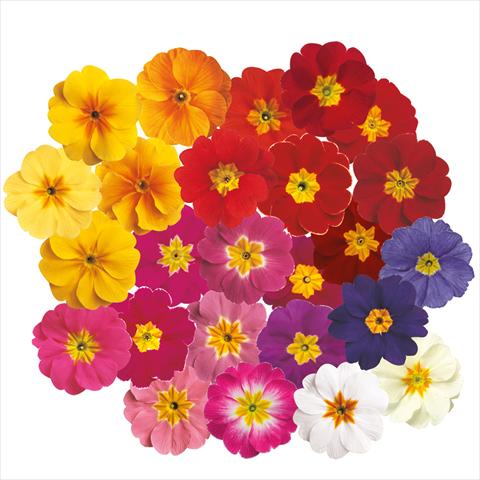 photo of flower to be used as: Pot and bedding Primula acaulis, veris, vulgaris Danova Mix