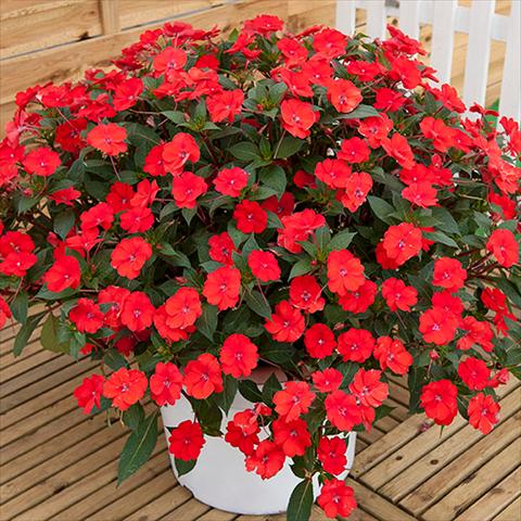 Foto fiore da  Basket vaso o aiuola Impatiens N. Guinea Sunpatiens Vigorous Scarlet Red