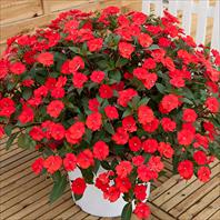 Sunpatiens Vigorous Scarlet Red