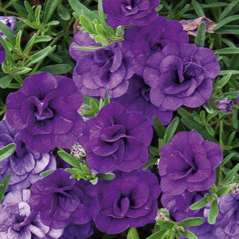 Foto fiore da  Basket vaso o aiuola Calibrachoa hybrida MiniFamous® Double Blue 15