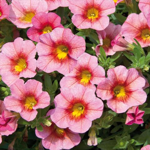 Foto fiore da  Basket vaso o aiuola Calibrachoa hybrida MiniFamous® Neo Compact Salmon Red Eye